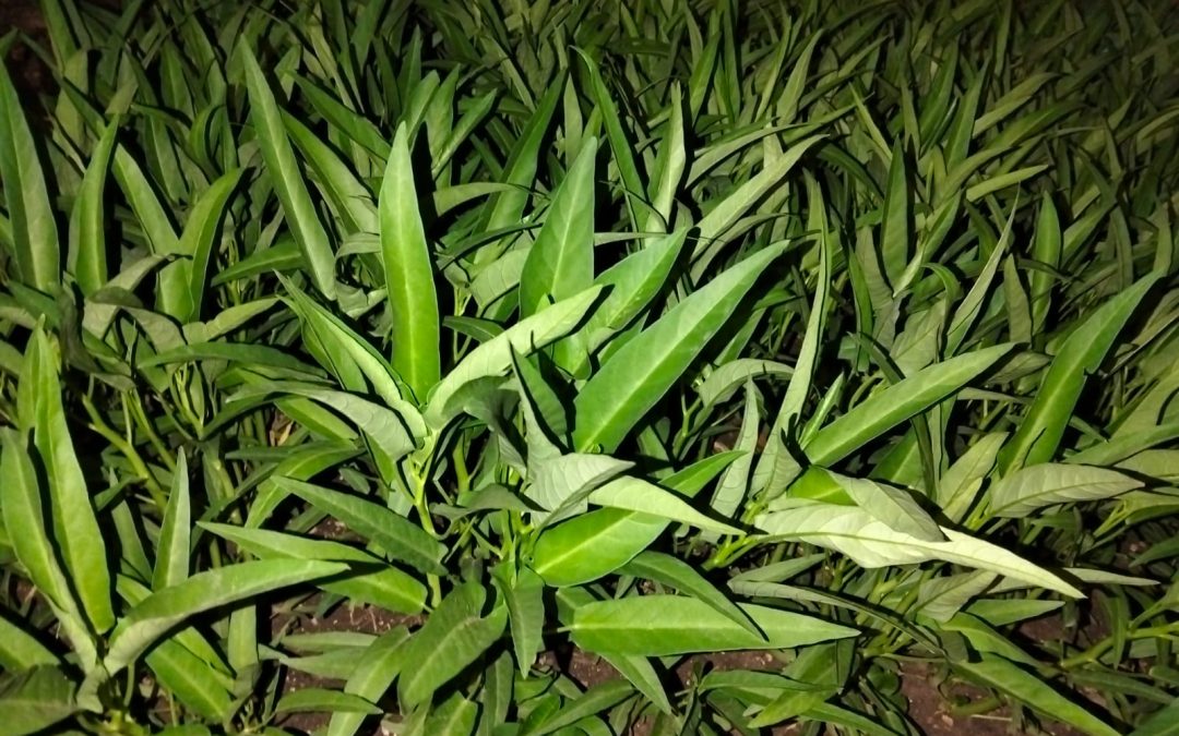 Successful Growth of Green Mustard with Rotenia Organic Fertilizer