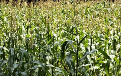 Case Study: White Waxy Corn