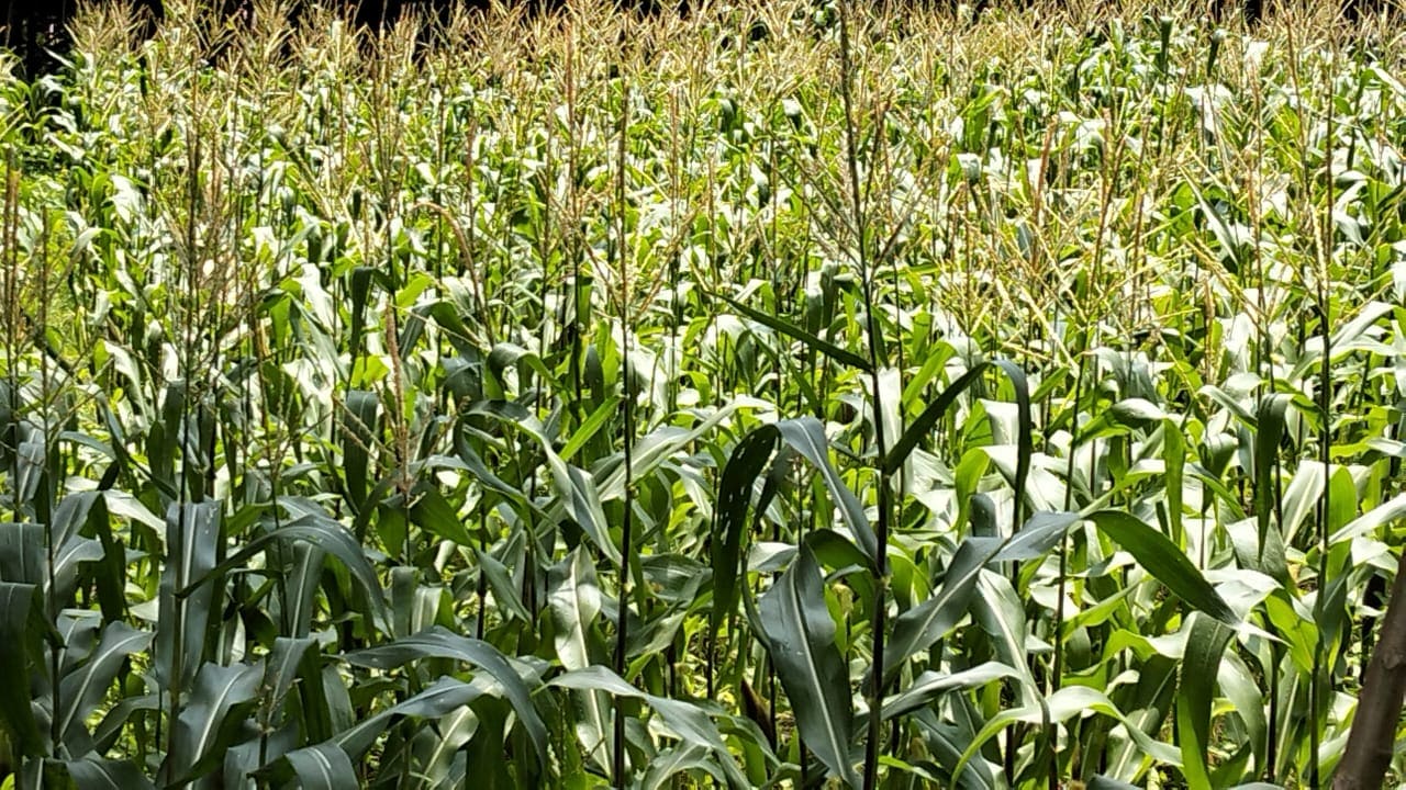 White Waxy Corn - Case Study