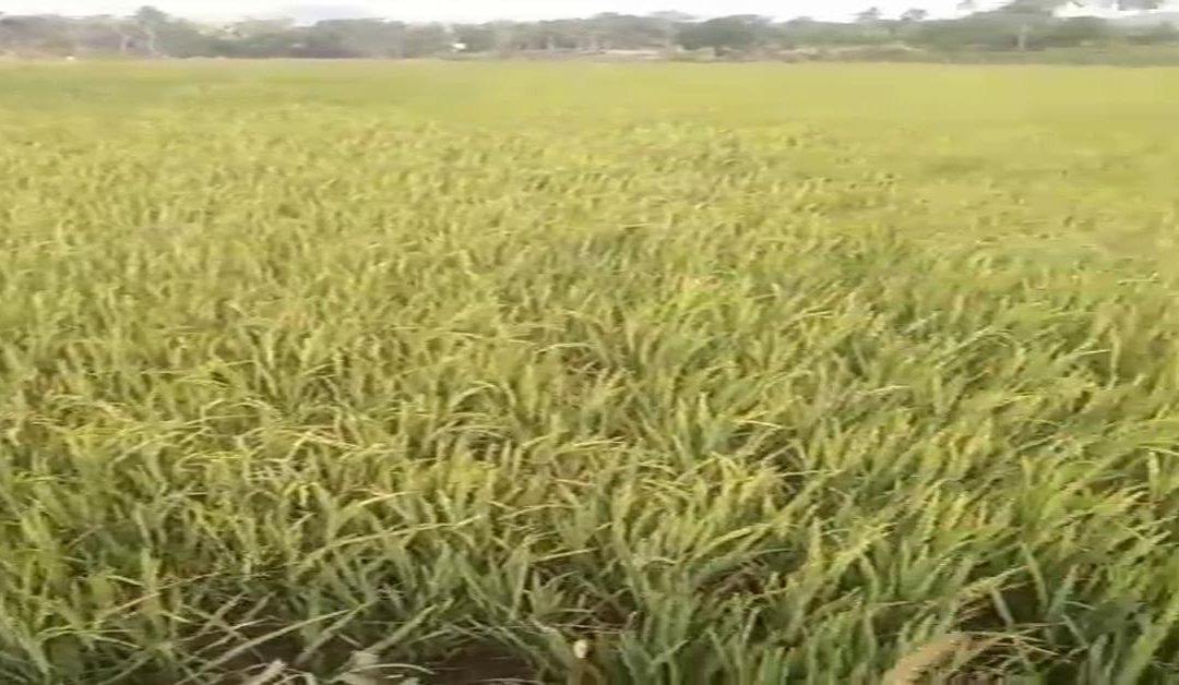 Organic Rice: A Step Toward Healthier Land and Healthier Lives