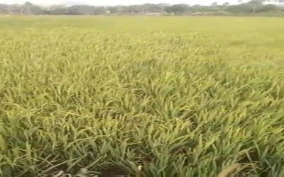 Organic Rice: A Step Toward Healthier Land and Healthier Lives